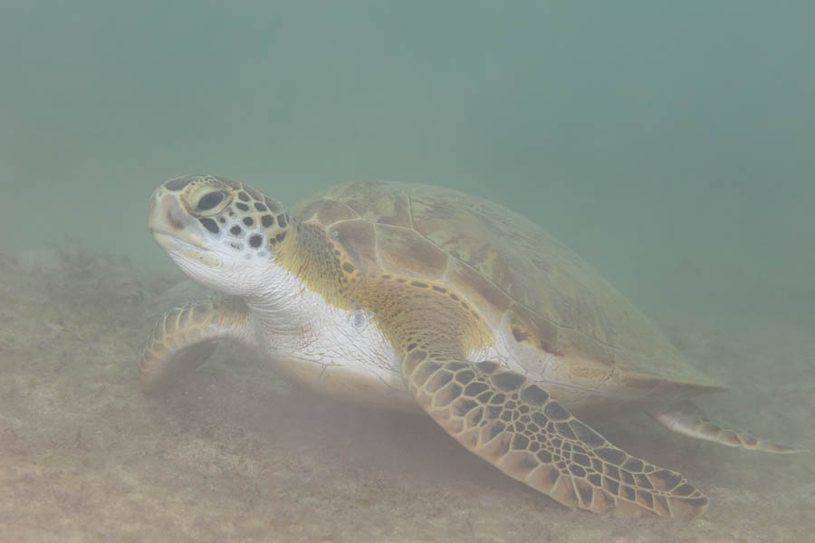 Green Sea Turtle Green Sea Turtle