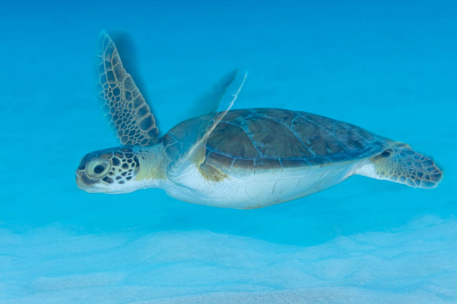 Green Sea Turtle Green Sea Turtle