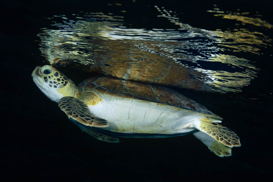 Green Sea Turtle Green Sea Turtle