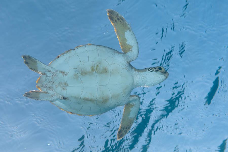 Green Sea Turtle Green Sea Turtle