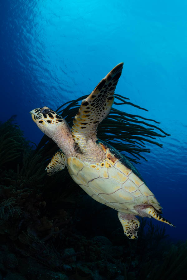 Hawksbill Turtle Hawksbill Turtle