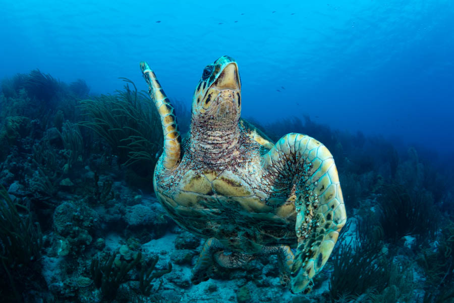 Hawksbill Turtle Hawksbill Turtle