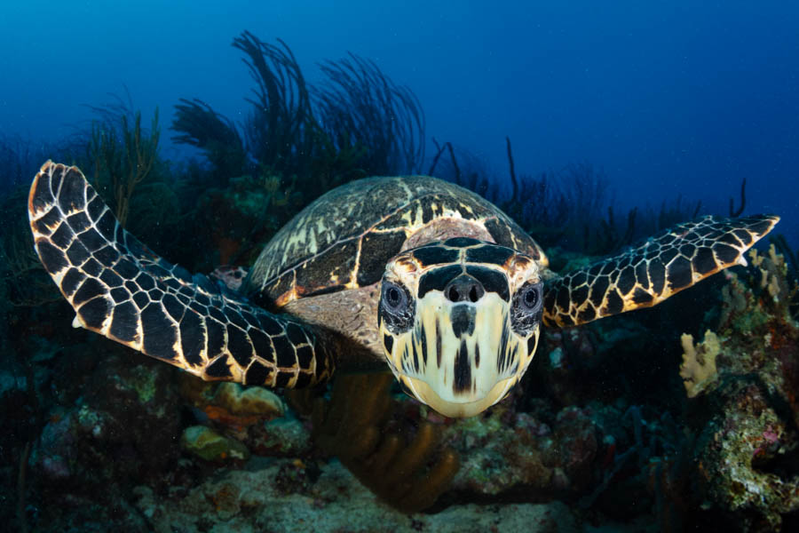 Hawksbill Turtle Hawksbill Turtle