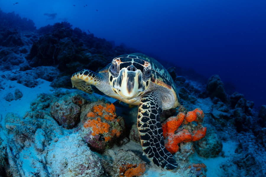 Hawksbill Turtle Hawksbill Turtle