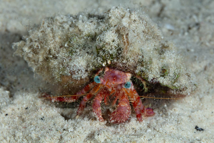Hermit Crab with a small Seahare Hermit Crab with a small Seahare