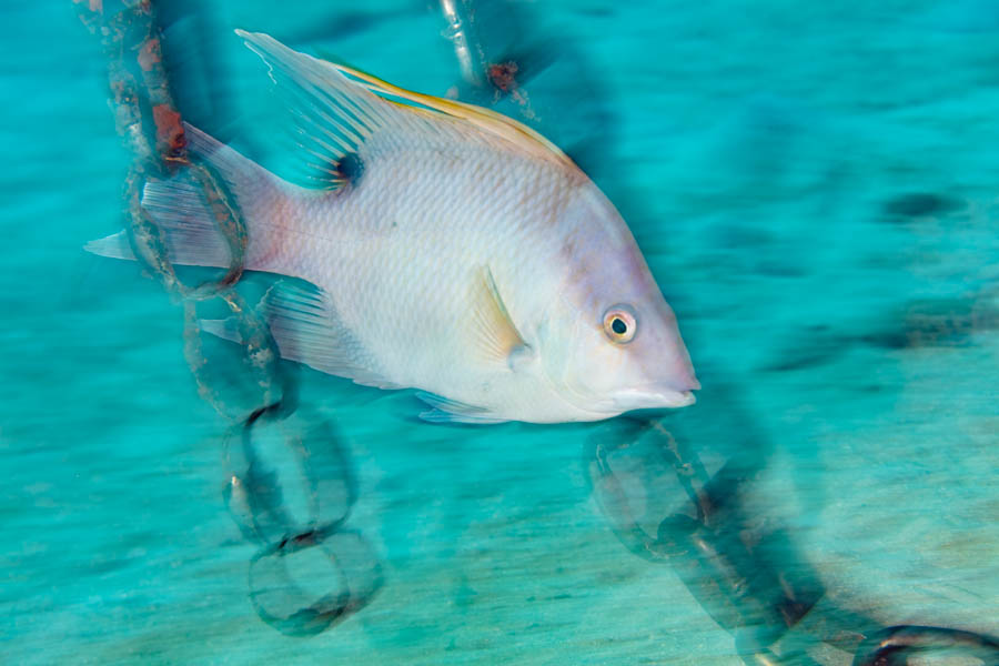 Hogfish in Chains Hogfish in Chains