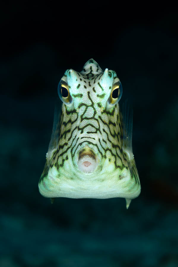 Honeycomb Cowfish Honeycomb Cowfish