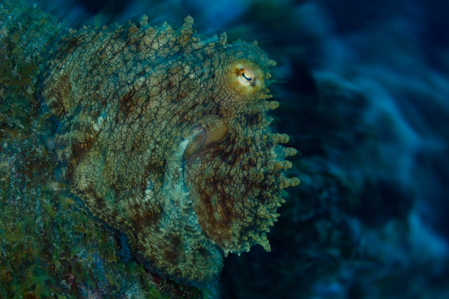 InsuCircular Octopus InsuCircular Octopus