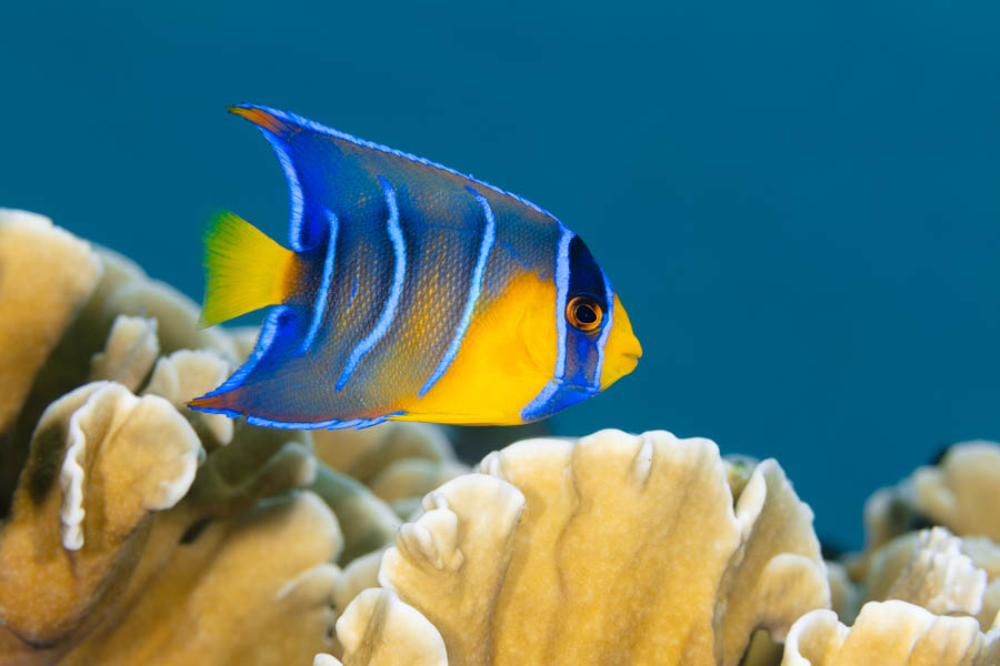 Intermediate Queen Angelfish Intermediate Queen Angelfish