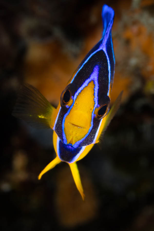 Intermediate Queen Angelfish Intermediate Queen Angelfish