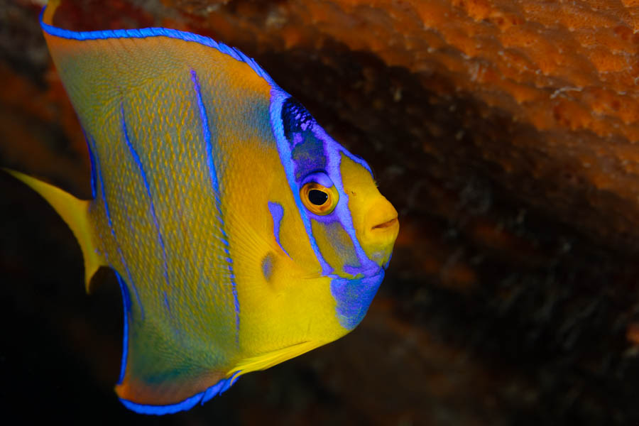 Intermediate Queen Angelfish Intermediate Queen Angelfish