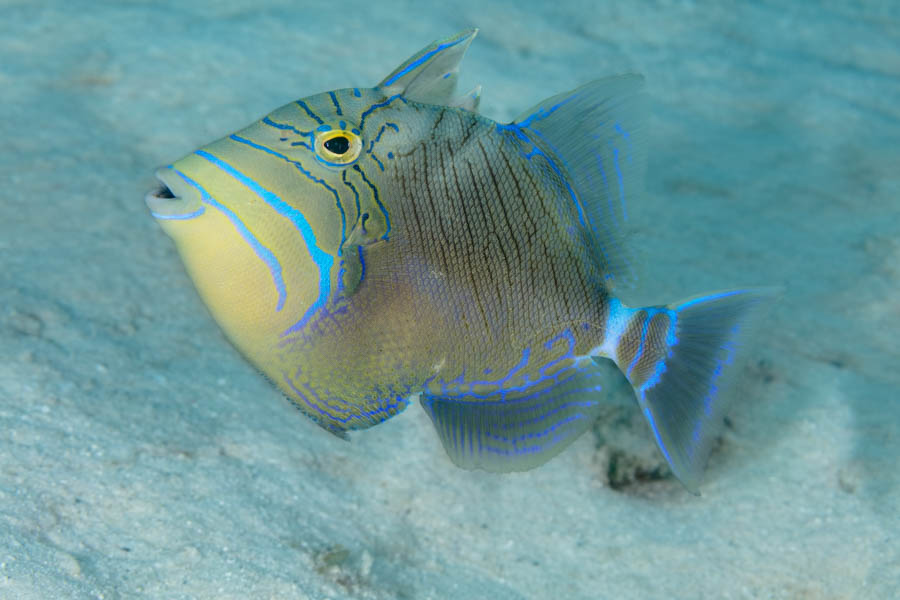 Intermediate Queen Triggerfish Intermediate Queen Triggerfish