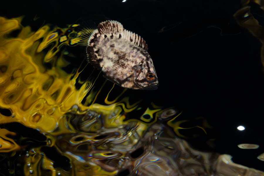 Juvenile Atlantic Tripletail Juvenile Atlantic Tripletail