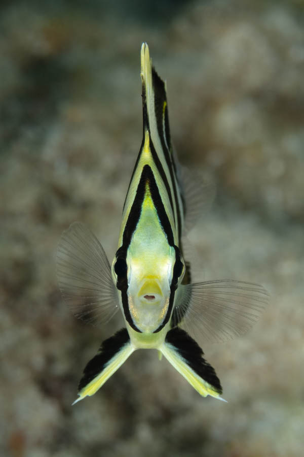 Juvenile Banded Butterflyfish Juvenile Banded Butterflyfish