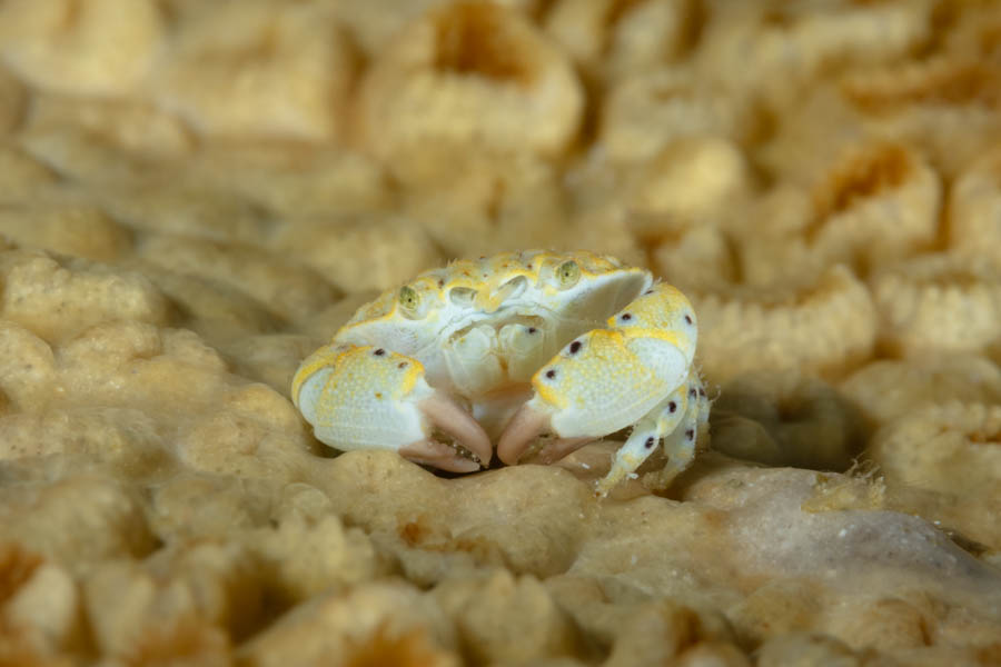 Juvenile Batwing Coral Crab Juvenile Batwing Coral Crab