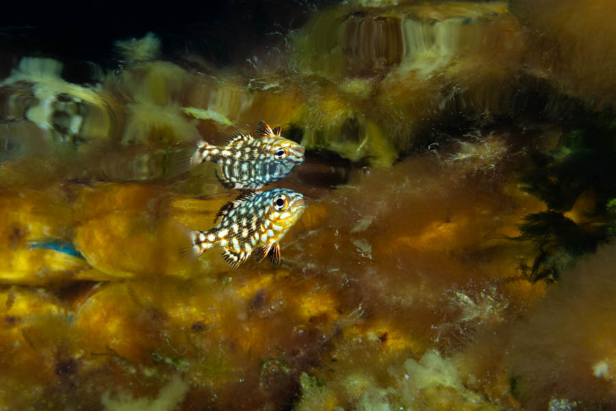 Juvenile Bermuda Chub Juvenile Bermuda Chub