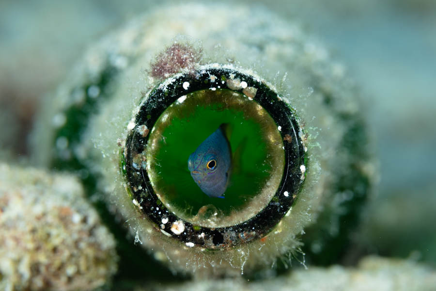 Juvenile Bicolor Damselfish Juvenile Bicolor Damselfish
