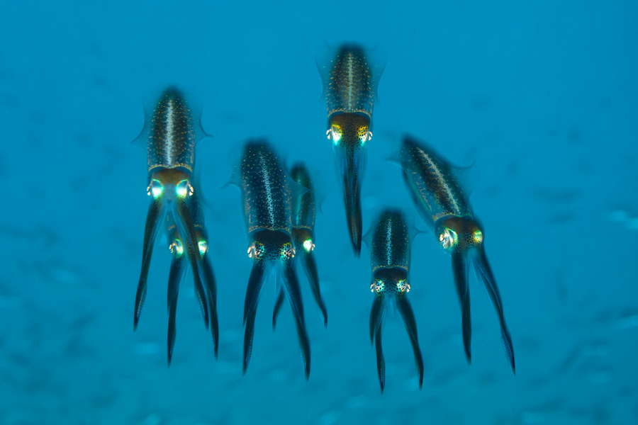 Juvenile Caribbean Reef Squids Juvenile Caribbean Reef Squids