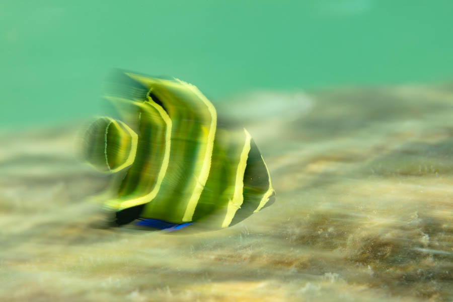 Juvenile French Angelfish Juvenile French Angelfish