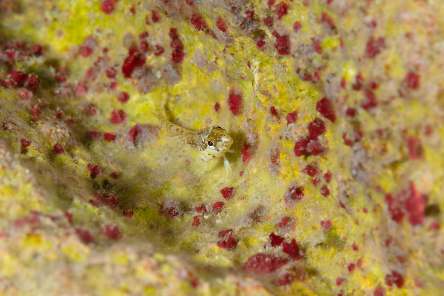 Juvenile Goldline Blenny Juvenile Goldline Blenny