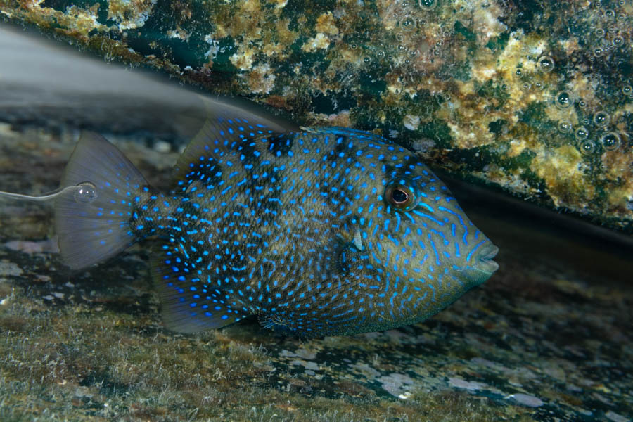 Juvenile Gray Triggerfish Juvenile Gray Triggerfish