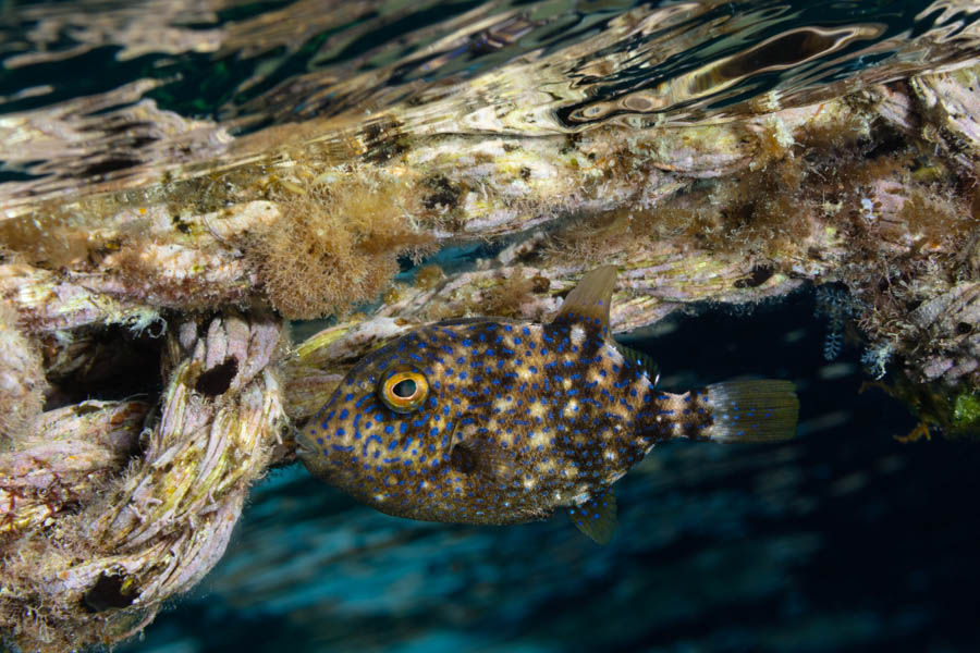 Juvenile Gray Triggerfish Juvenile Gray Triggerfish