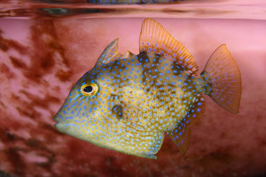 Juvenile Gray Triggerfish Juvenile Gray Triggerfish