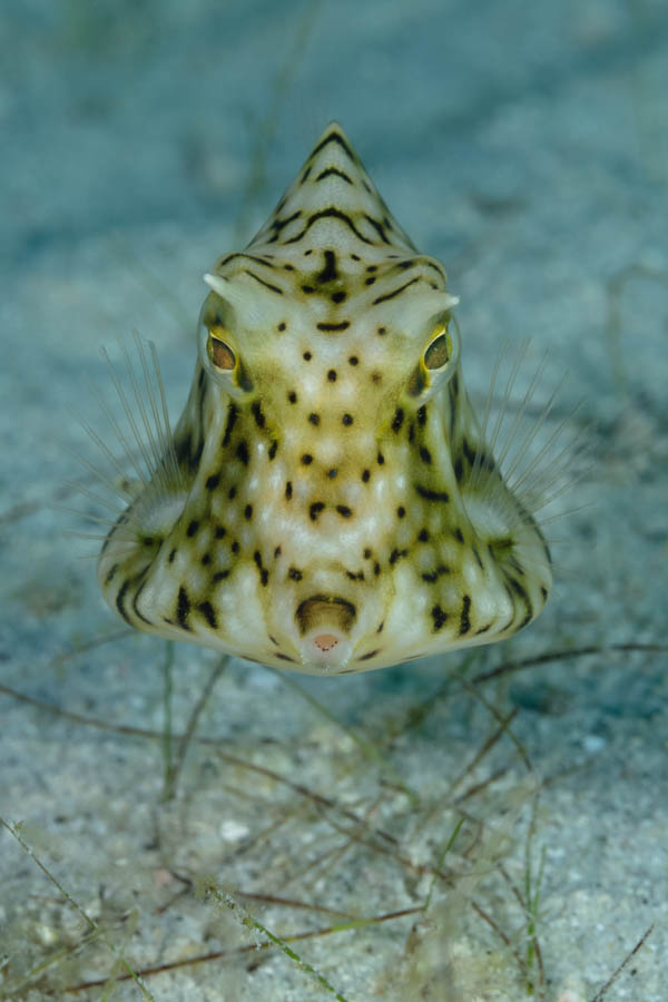 Juvenile Honeycomb Cowfish Juvenile Honeycomb Cowfish