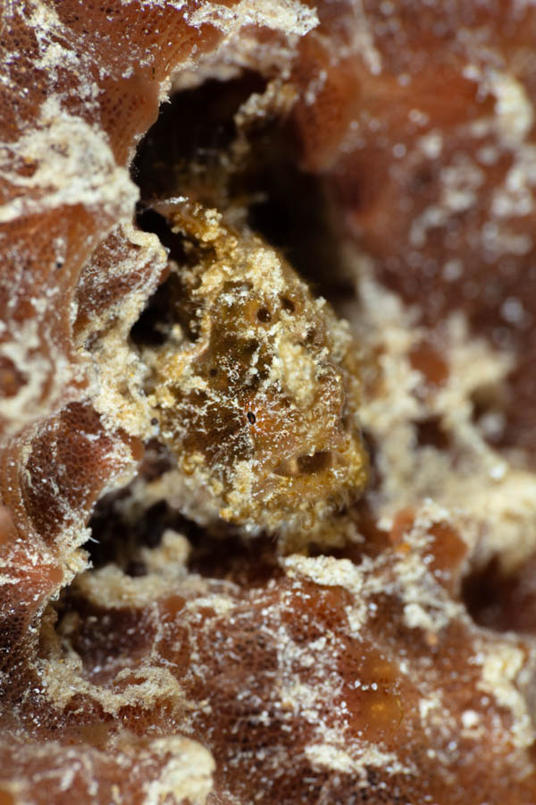 Juvenile Longlure Frogfish Juvenile Longlure Frogfish