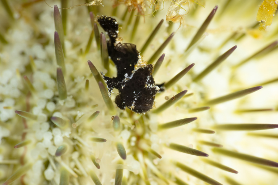 Juvenile Longlure on a Sea Urchin Juvenile Longlure on a Sea Urchin