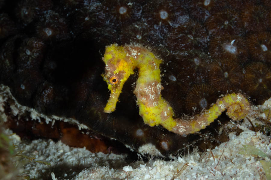 Juvenile Longsnout Seahorse Juvenile Longsnout Seahorse