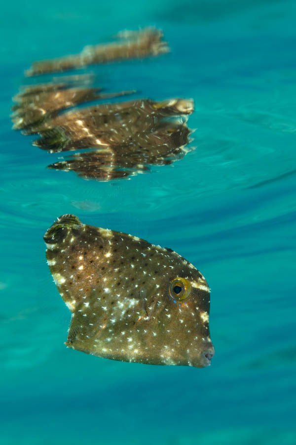 Juvenile Orangespotted Filefish Juvenile Orangespotted Filefish