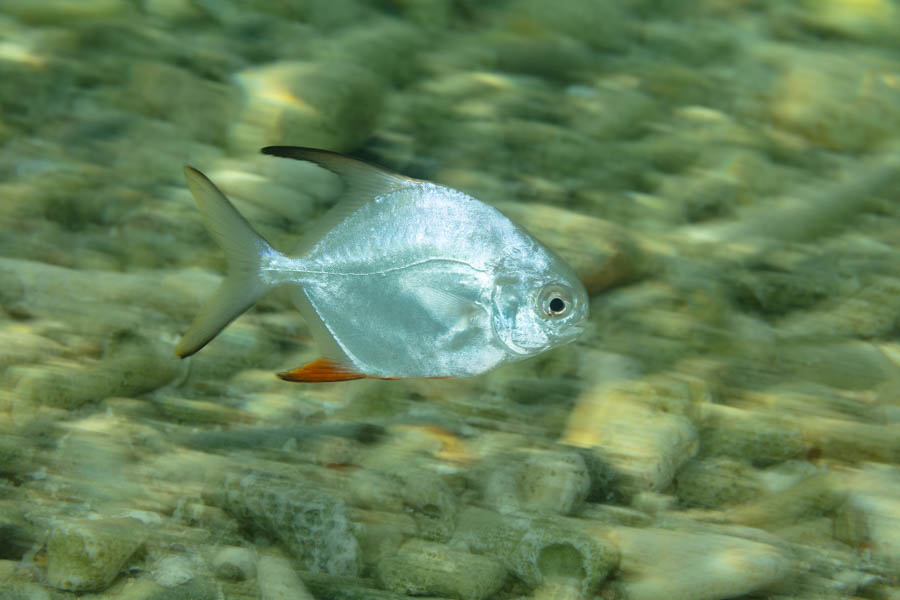 Juvenile Permit Juvenile Permit