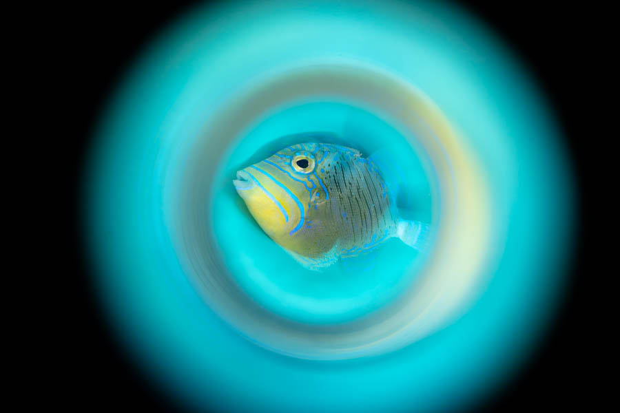Juvenile Queen Triggerfish Juvenile Queen Triggerfish