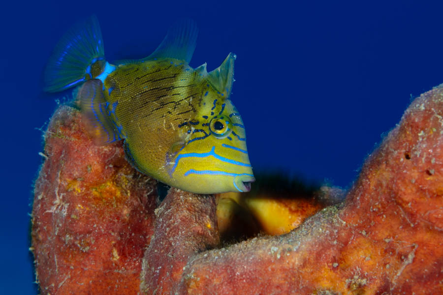 Juvenile Queen Triggerfish Juvenile Queen Triggerfish