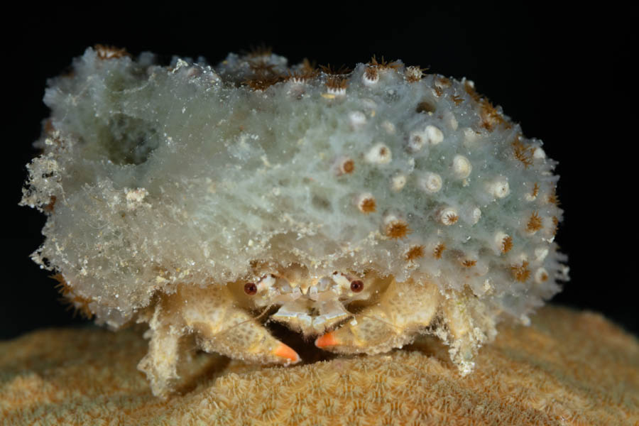 Juvenile Redeye Sponge Crab Juvenile Redeye Sponge Crab