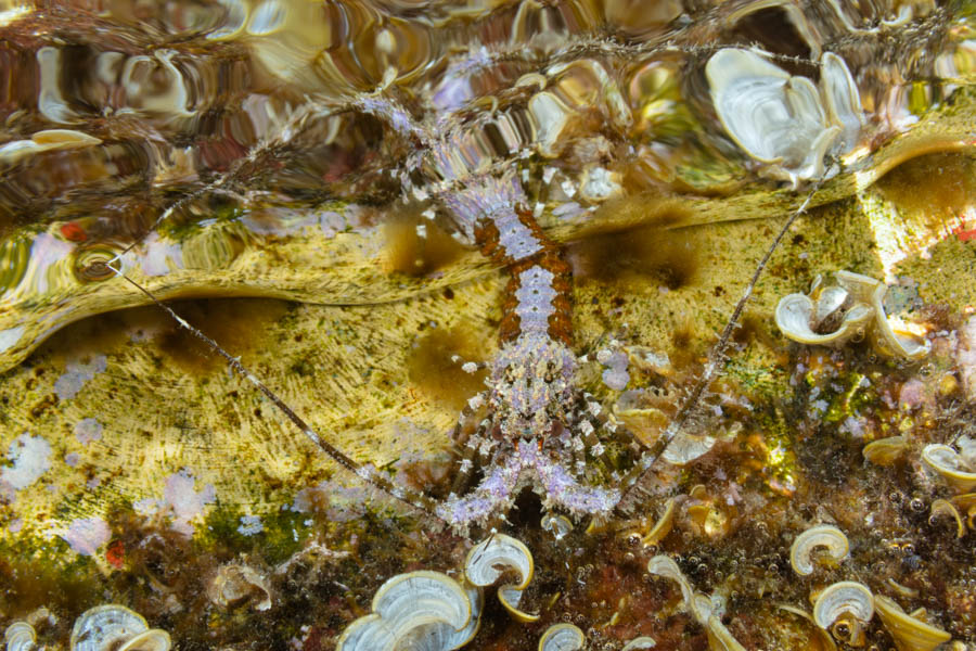 Juvenile Spiny Lobster Juvenile Spiny Lobster