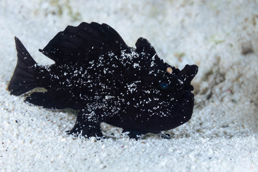 Juvenile Striated Frogfish Juvenile Striated Frogfish