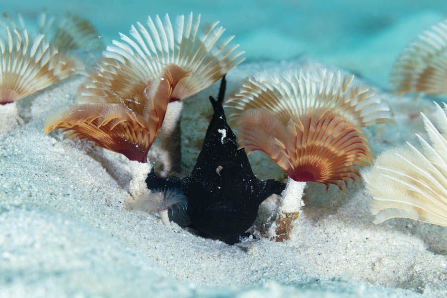 Juvenile Striated Frogfish Juvenile Striated Frogfish