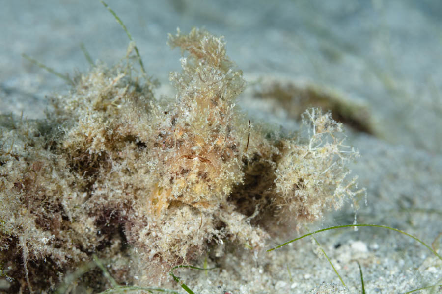 Juvenile Striated Frogfish Juvenile Striated Frogfish