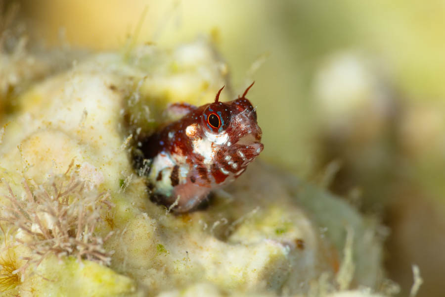 Juvenile Twinhorn Blenny Juvenile Twinhorn Blenny