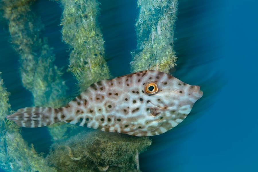 Juvenile Unicorn Filefish Juvenile Unicorn Filefish