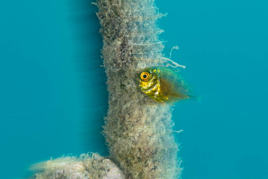 Juvenile Yellow Jack Juvenile Yellow Jack