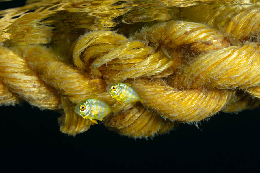 Juvenile Yellow Jacks Juvenile Yellow Jacks