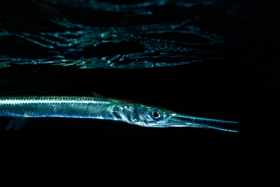 Keeltail Needlefish Keeltail Needlefish