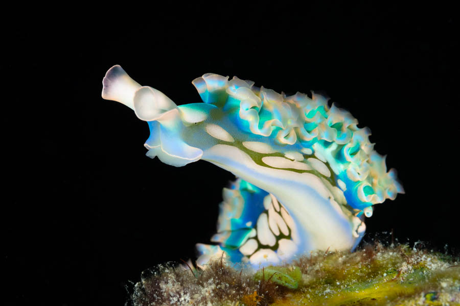 Lettuce Sea Slug Lettuce Sea Slug