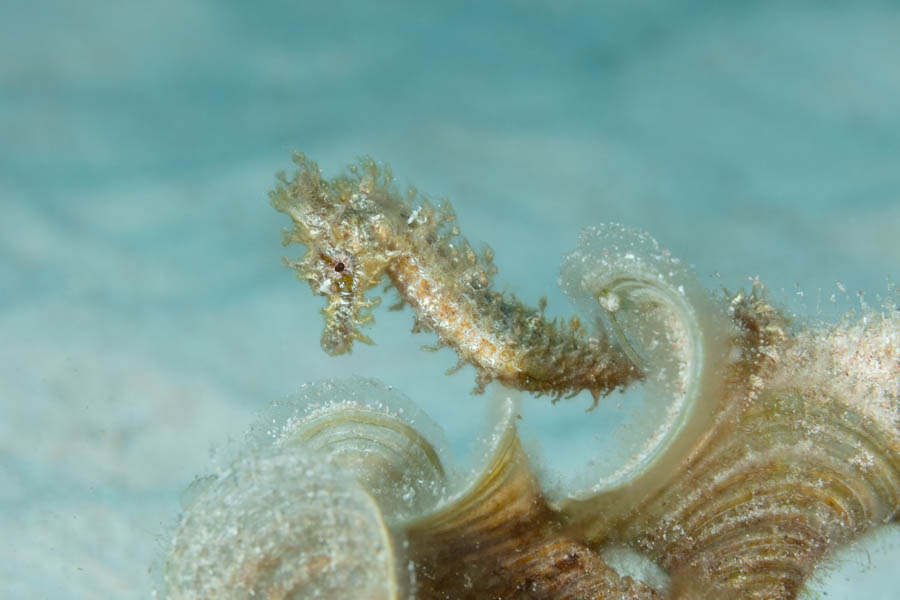 Lined Seahorse Lined Seahorse