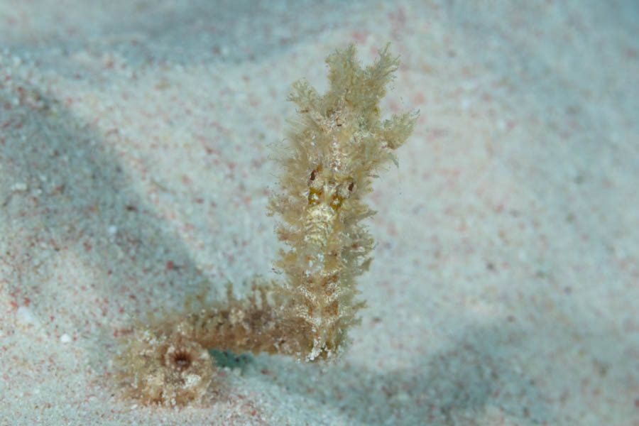 Lined Seahorse Lined Seahorse