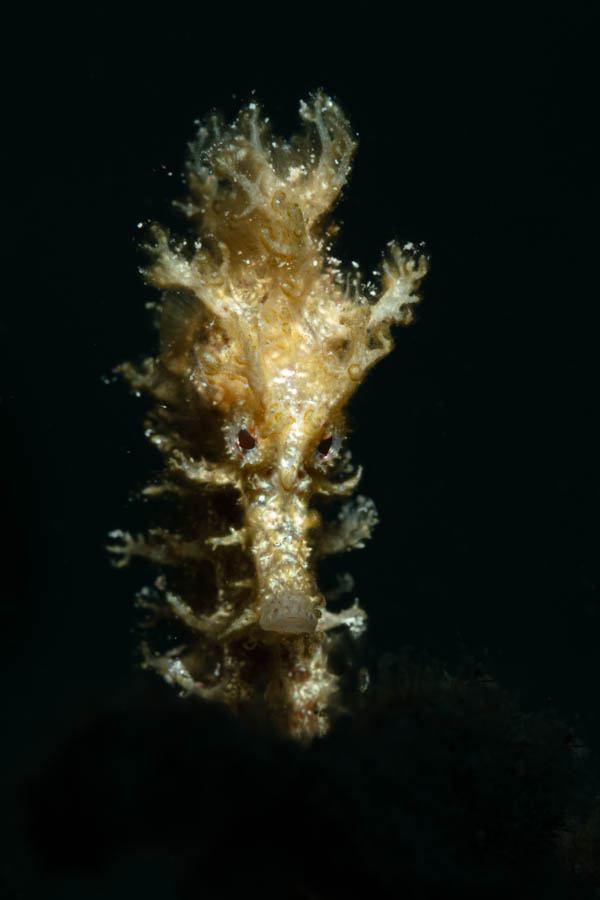 Lined Seahorse Lined Seahorse