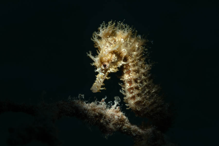Lined Seahorse Lined Seahorse